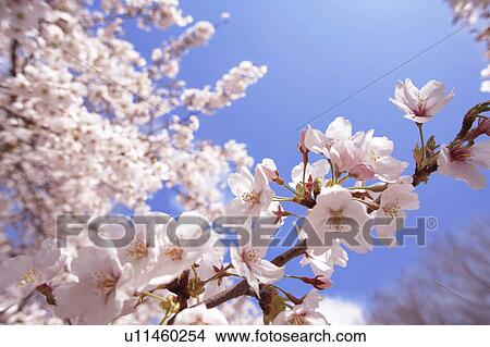 Picture - Cherry blossoms. Fotosearch