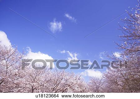 Cherry blossoms View Large Photo Image Picture - Cherry blossoms. Fotosearch