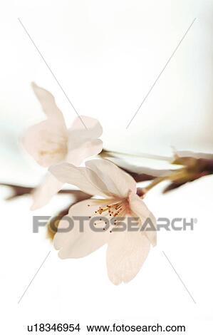 Picture - Cherry blossoms. Fotosearch