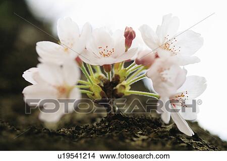 Picture - Cherry blossoms. Fotosearch