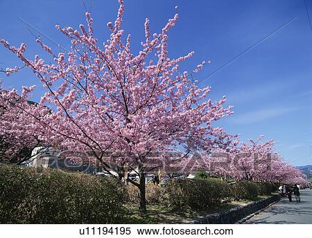 Stock Photography - Cherry blossoms, Shizuoka Prefecture, Honshu, Japan. Fotosearch