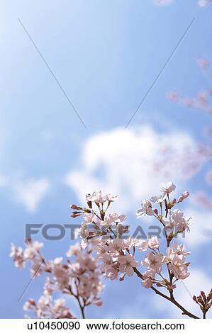 Stock Image - Cherry blossoms. Fotosearch