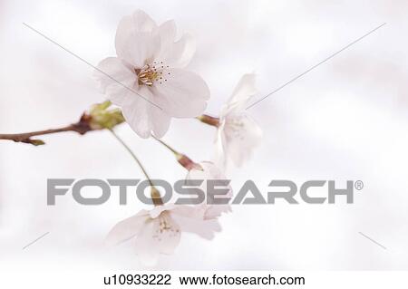 Stock Image - Cherry blossoms. Fotosearch