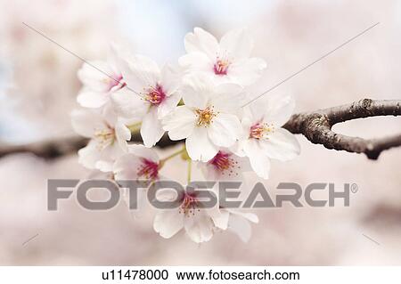 Stock Image - Cherry blossoms. Fotosearch