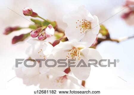 Cherry blossoms View Large Photo Image Stock Image - Cherry blossoms. Fotosearch