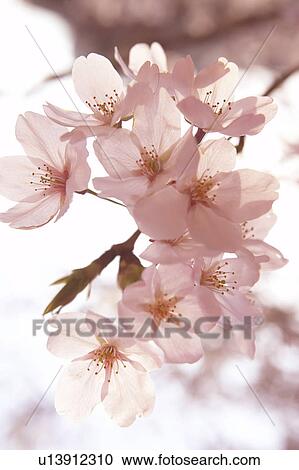 Cherry blossoms View Large Photo Image Stock Image - Cherry blossoms. Fotosearch