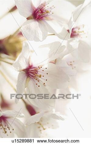 Stock Image - Cherry blossoms. Fotosearch