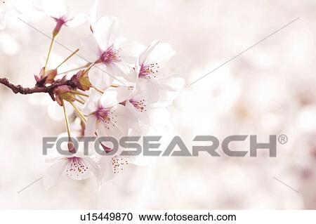Cherry blossoms View Large Photo Image Stock Image - Cherry blossoms. Fotosearch