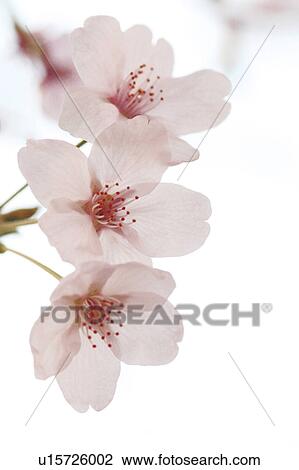 Cherry blossoms View Large Photo Image Stock Image - Cherry blossoms. Fotosearch