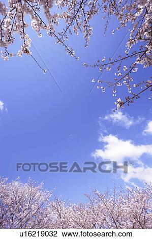 Cherry blossoms View Large Photo Image Stock Image - Cherry blossoms. Fotosearch