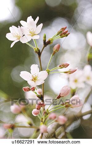 Stock Image - Cherry blossoms. Fotosearch