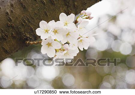 Cherry blossoms View Large Photo Image Stock Image - Cherry blossoms. Fotosearch