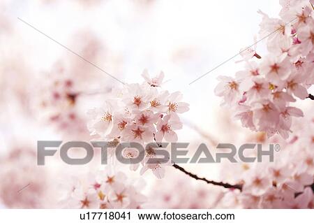 Stock Image - Cherry blossoms. Fotosearch