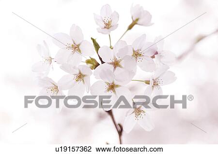 Stock Image - Cherry blossoms. Fotosearch