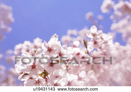 Cherry blossoms View Large Photo Image Stock Image - Cherry blossoms. Fotosearch