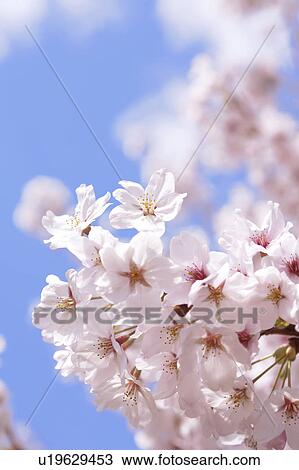 Stock Image - Cherry blossoms. Fotosearch