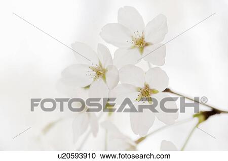 Cherry blossoms View Large Photo Image Stock Image - Cherry blossoms. Fotosearch