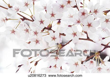 Cherry blossoms View Large Photo Image Stock Image - Cherry blossoms. Fotosearch
