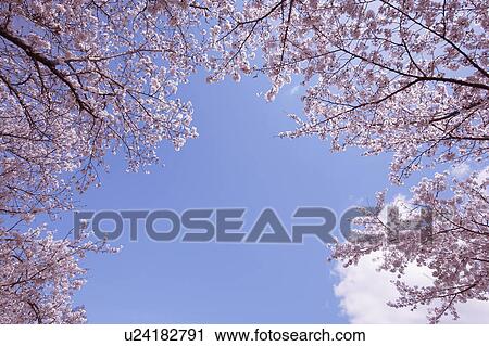 Stock Image - Cherry blossoms. Fotosearch