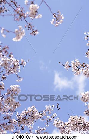 Stock Photo - Cherry blossoms. Fotosearch