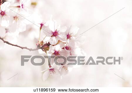 Cherry blossoms View Large Photo Image Stock Photo - Cherry blossoms. Fotosearch