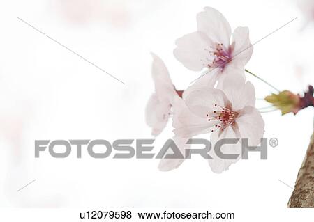Stock Photo - Cherry blossoms. Fotosearch