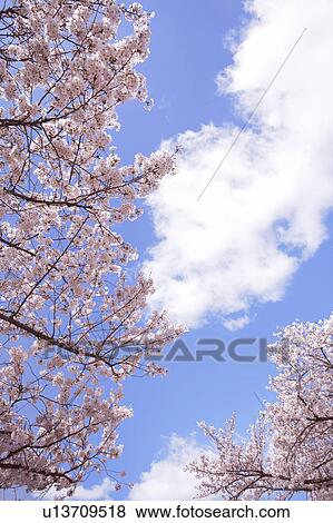 Stock Photo - Cherry blossoms. Fotosearch