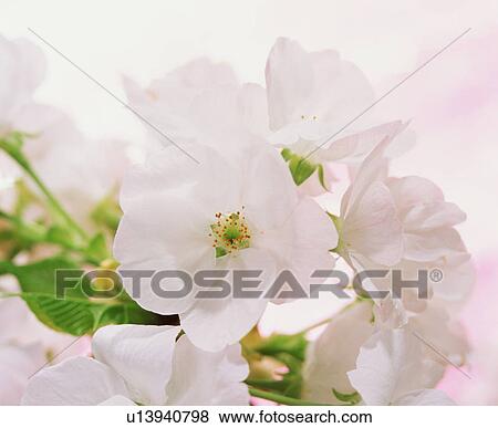 Cherry blossoms View Large Photo Image Stock Photo - Cherry blossoms. Fotosearch
