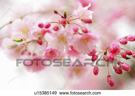 Stock Photo - Cherry blossoms. Fotosearch