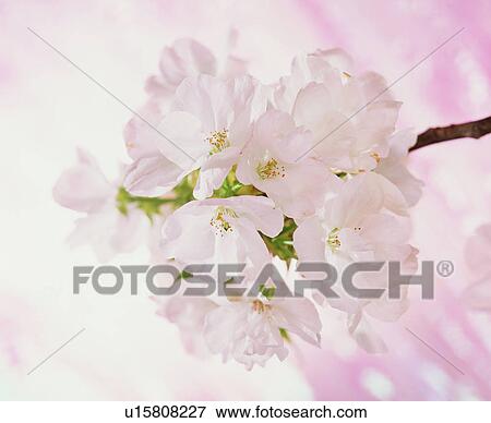 Cherry blossoms View Large Photo Image Stock Photo - Cherry blossoms. Fotosearch