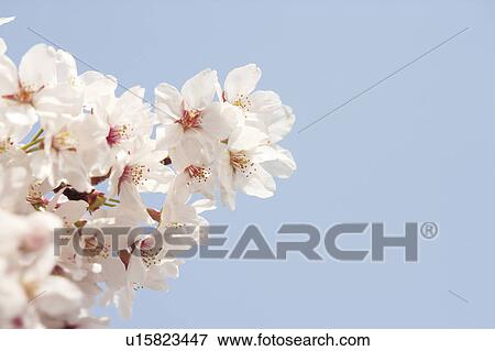 Stock Photo - Cherry blossoms. Fotosearch
