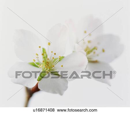 Stock Photo - Cherry blossoms. Fotosearch