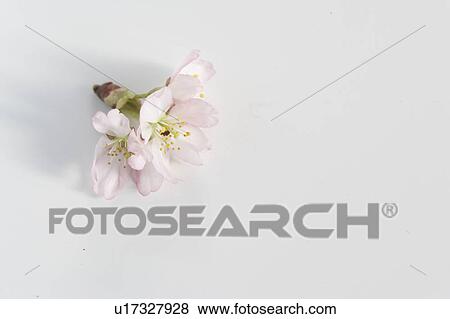 Stock Photo - Cherry blossoms. Fotosearch