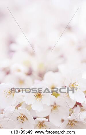 Cherry blossoms View Large Photo Image Stock Photo - Cherry blossoms. Fotosearch