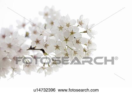 Stock Photograph - Cherry blossoms. Fotosearch