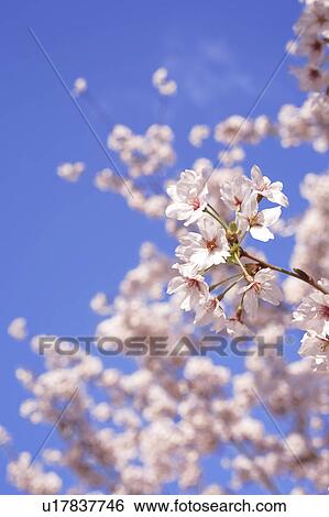 Stock Photograph - Cherry blossoms. Fotosearch