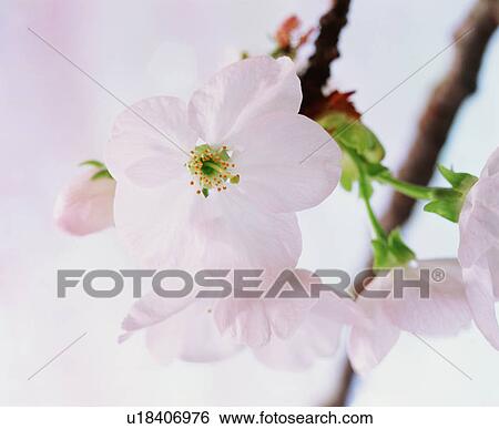 Cherry blossoms View Large Photo Image Stock Photograph - Cherry blossoms. Fotosearch