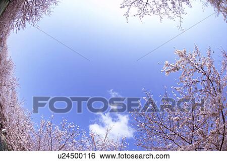 Stock Photograph - Cherry blossoms. Fotosearch