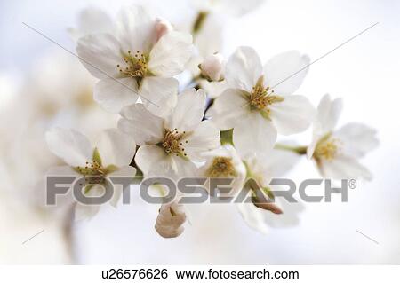 Stock Photograph - Cherry blossoms. Fotosearch
