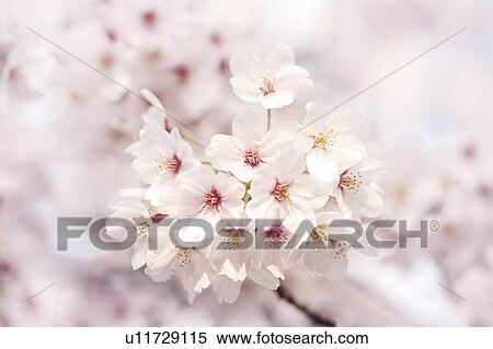 Stock Photography - Cherry blossoms. Fotosearch