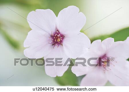 Stock Photography - Cherry blossoms. Fotosearch