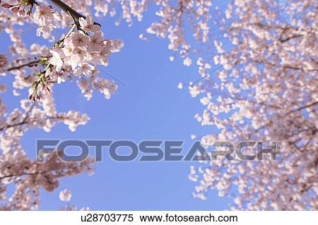 Stock Photography - Cherry blossoms. Fotosearch