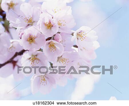 Picture - Cherry blossoms, Tochigi Prefecture, Japan. Fotosearch