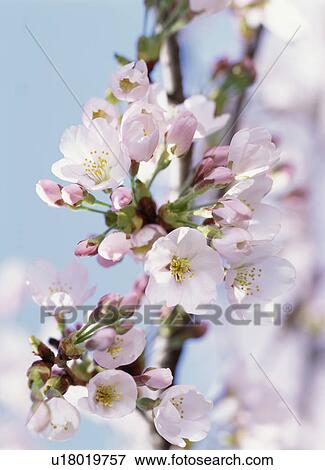 Cherry blossoms, Tochigi Prefecture, Japan View Large Photo Image Stock Photo - Cherry blossoms, Tochigi Prefecture, Japan. Fotosearch