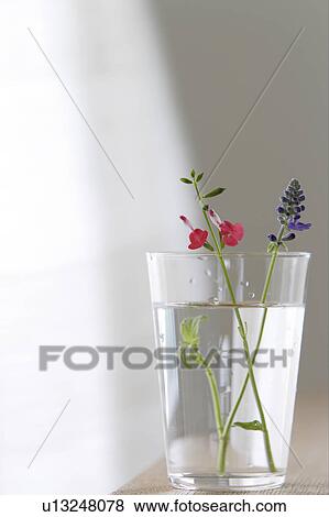 Stock Photo - Cherry sage and blue salvia in a glass of water. Fotosearch