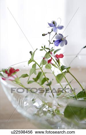 Cherry sage and buddleia flowers in a glass bowl View Large Photo Image Stock Photograph - Cherry sage and buddleia flowers in a glass bowl. Fotosearch