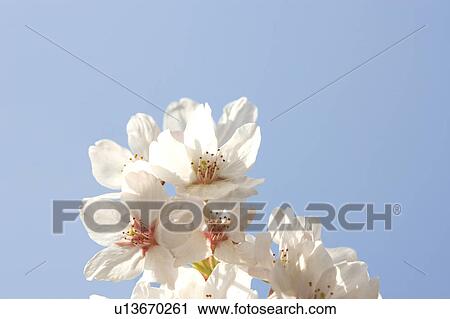 Stock Image - Cherry. Fotosearch