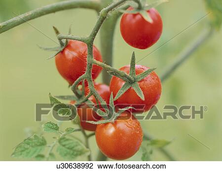 Stock Image - Cherry tomato plant. Fotosearch