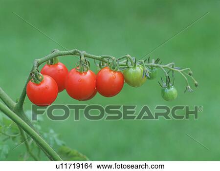 Picture - Cherry tomato plant, Tochigi Prefecture, Japan. Fotosearch