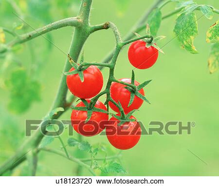 Cherry tomato plant, Tochigi Prefecture, Japan View Large Photo Image Stock Image - Cherry tomato plant, Tochigi Prefecture, Japan. Fotosearch
